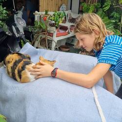 Kattencafé Chiang Mai
