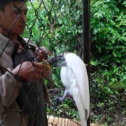 Auch bei der Zaunreparatur ist er eifrig am helfen