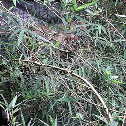 Die Glubschaugen, die aus dem Gebüsch heraus gucken, gehören einem Plumbloris.