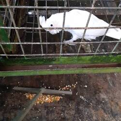 Jeder meiner Arbeitsschritte wird von den strengen Kritikern genauestens inspiziert.