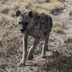 Hyena
