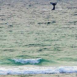 Tschüss mein Freund, bis zum nächsten mal 🐋😍