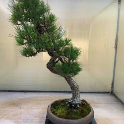 This Japanese Black Pine was propagated by a Japanese internee during World War II.