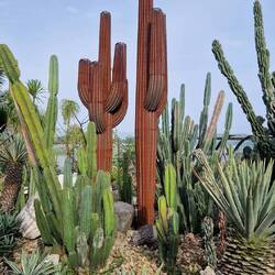 Kakteengarten im Flughafen von Singapur