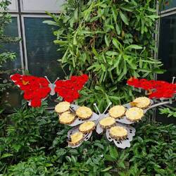 Schmetterlingsgarten im Flughafen von Singapur