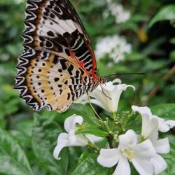Schmetterlingsgarten im Flughafen von Singapur