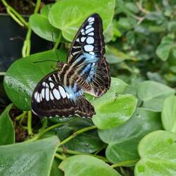 Schmetterlingsgarten im Flughafen von Singapur