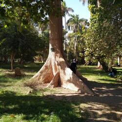 In the botanical garden