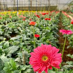 Dalat - city of thousand flowers