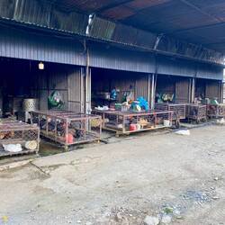 local market (chicken, duck)