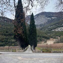 Zypressenallee zwischen Weinfeldern
