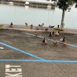 Entengrossfamilie mit Weckauftrag