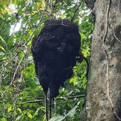 Immer wieder Baumtermiten