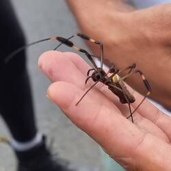 Giftspinne