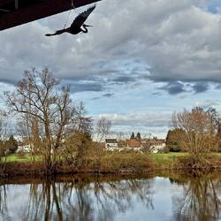 Storch oder Fischreiher?