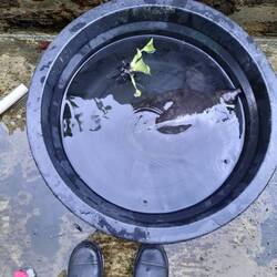 Ab ins Schildkrötengefängnis bis das Becken geputzt ist