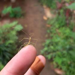 Eine Baby-Stabheuschrecke