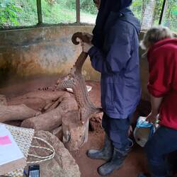 Gesundheits-Check bei den Pangolins