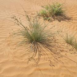Grasses with only short roots, water is absorbed from the morning dew through the leaves