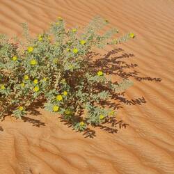 And suddenly in the middle of sand, a flower