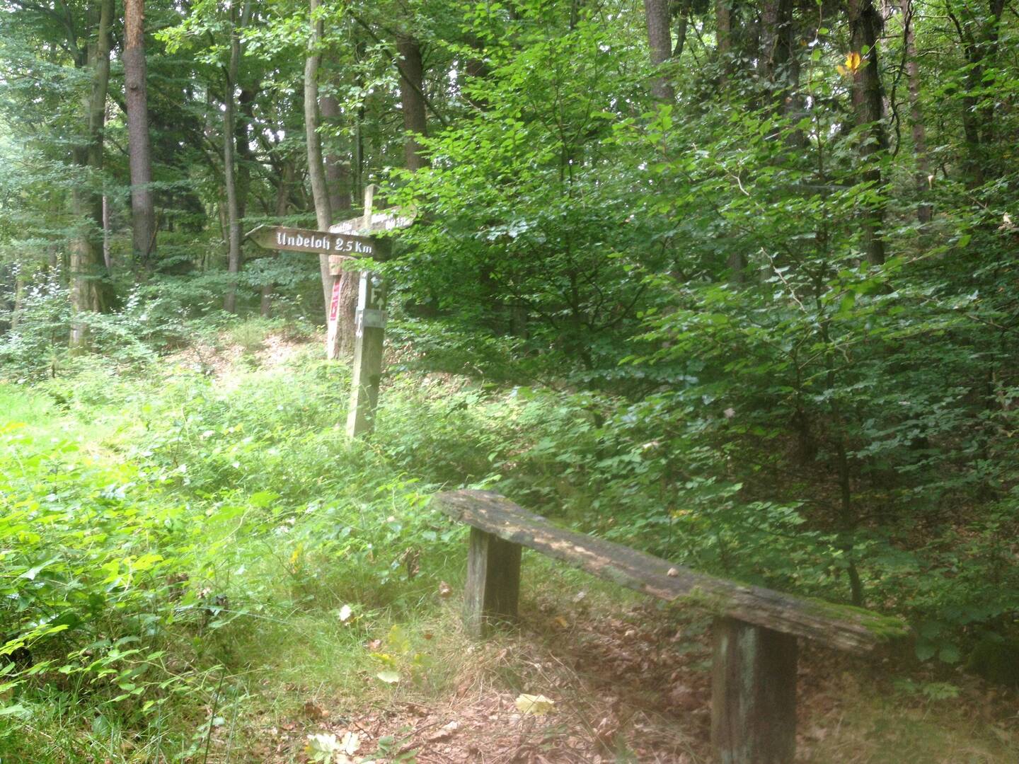 auf dem E1 durch die Nordheide Richtung Undeloh
