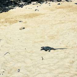 You easily can find Marine Iguanas by the beaches