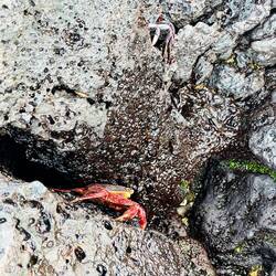 Humans are no longer allowed to eat crabs in Galapagous Islands