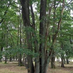 Eichenbuschwald