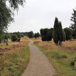 auf sandigen Pfaden durch die Heide zum Wilseder Berg