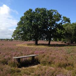 wo die Heide summt