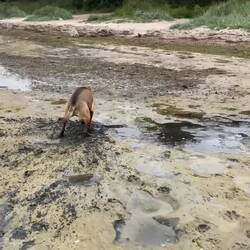 Ich würde sagen, der Hund ist ein Hauch dreckig