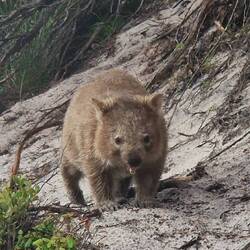 Wombat