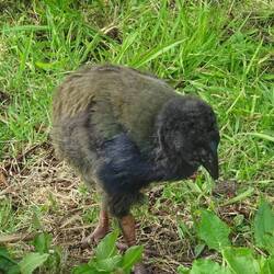 Junger Takahe