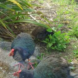 Takahe- Ralle