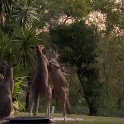 Kängurus am spielen.