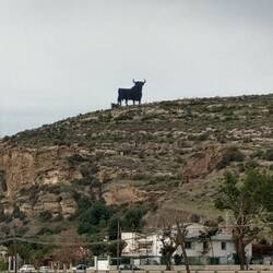 Toro de Almayate