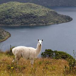 Erstes Lama gesichtet 😍