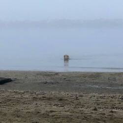 Herr Schröder liebt es im Meer zu baden 🙄☺️