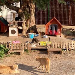 Ein Katzenhotel direkt am Leuchtturm in 5-Sterne-Lage.