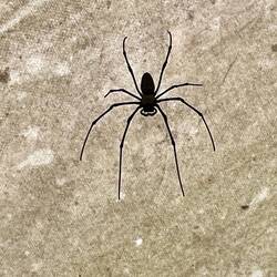 Spinne in der Küche