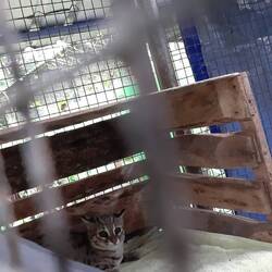 Neuzugang bei den Sundakatzen