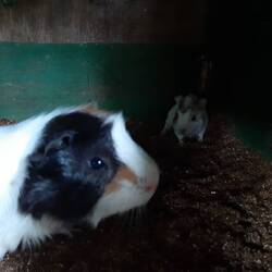 Nachwuchs bei den Meerschweinchen