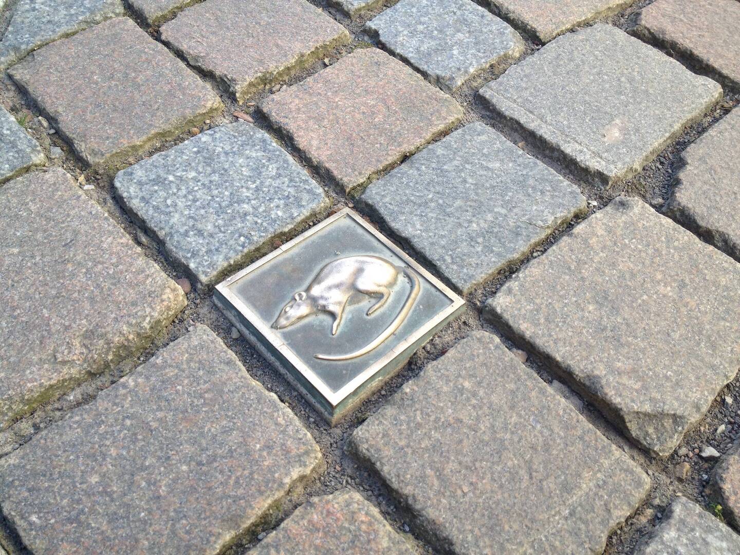 Ratten auf dem Pflaster? Hameln!