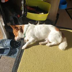 Max voll relaxt läßt sich die morgen Sonne 🌞 aufs Fell scheinen.