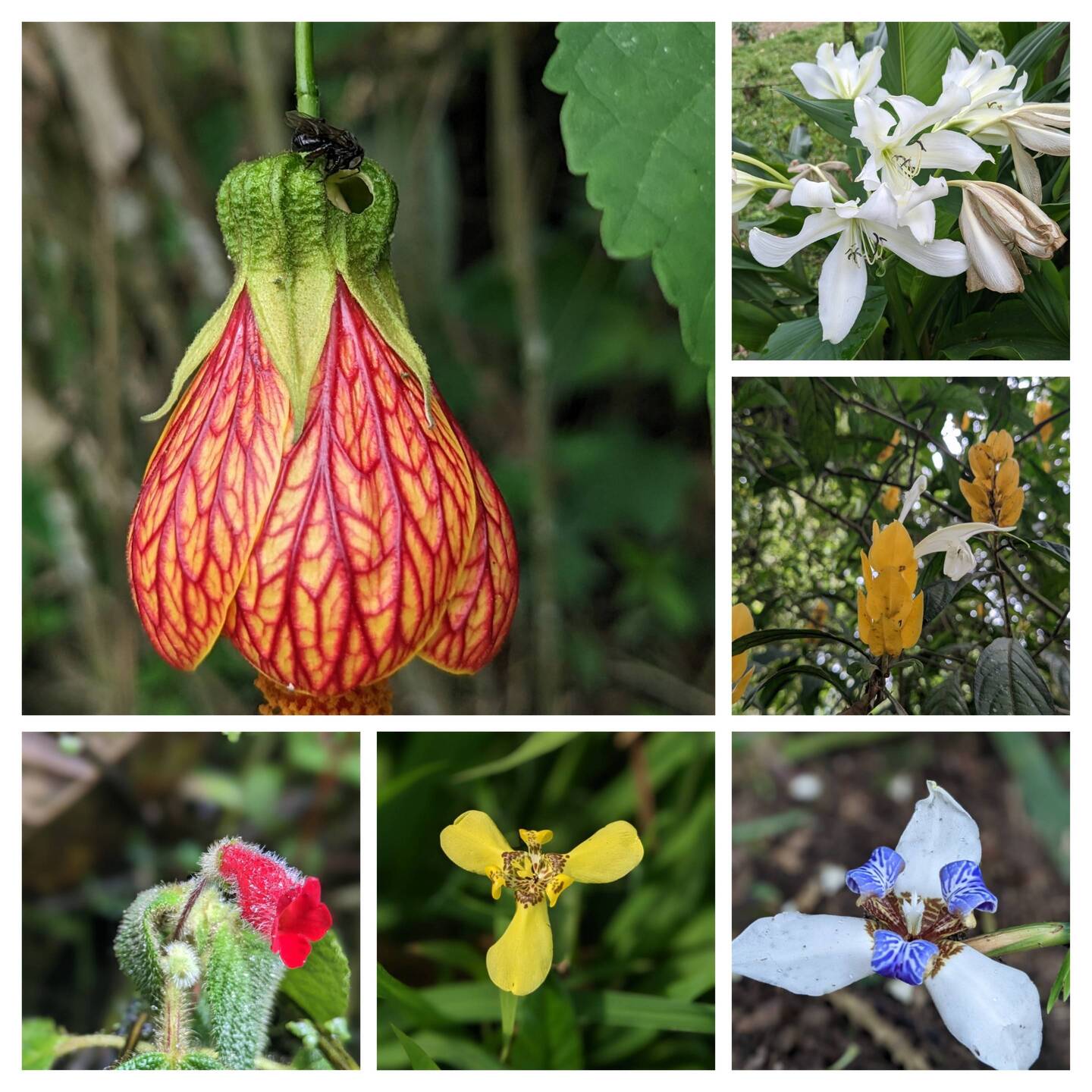 Just a few of the amazing flowers on the property