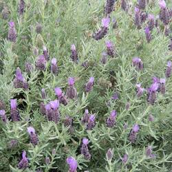 Kula Aliʻi Lavender Farm.