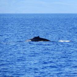 Whale watching.