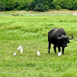water buffalo
