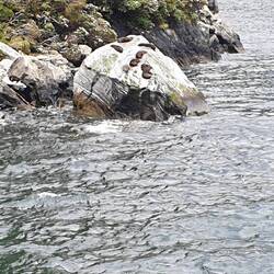 Seals just chilling on the rock