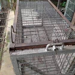 Falle bauen für den wilden Haubenlangur, der umgesiedelt werden soll weil er die Tiere nervös macht.
